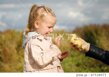 Little girl admires the little duckling held by mom's hand Little girl admires the little duckling held by mom's hand 67538975
