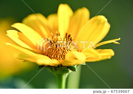 ヘリアンサス・レモンクィーン 67539007