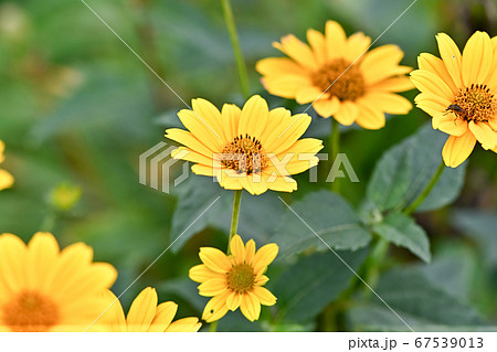 ヘリアンサス・レモンクィーン ヘリアンサス・レモンクィーン 67539013