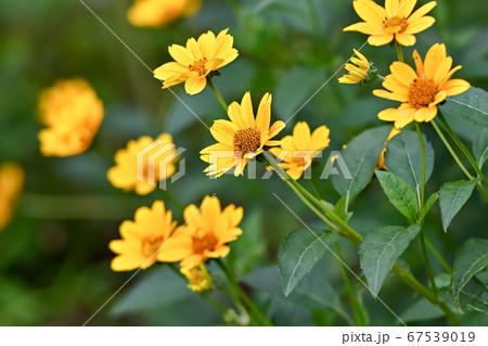 ヘリアンサス・レモンクィーン ヘリアンサス・レモンクィーン 67539019