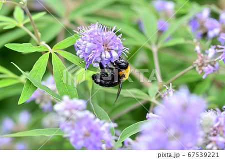 クマバチ 67539221