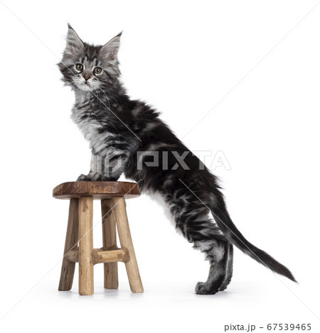 Silver tabby Maine Coon kitten on white 67539465