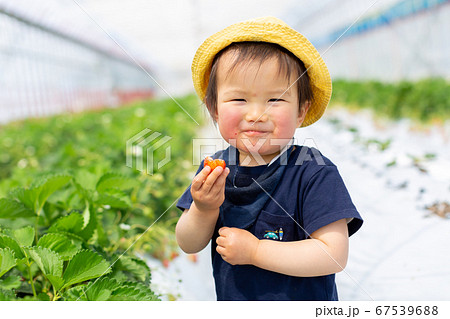 苺狩り　幼児　いちご狩り 67539688