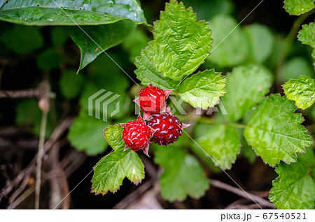 野イチゴの実 クサイチゴ 野イチゴの実 クサイチゴ 67540521