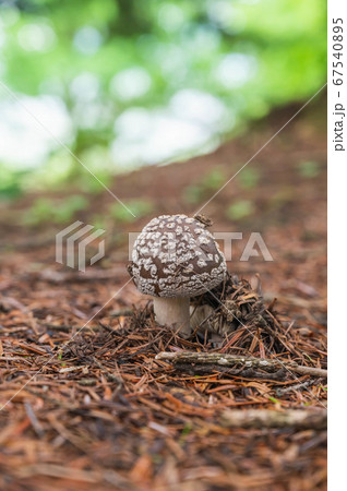 毒キノコ　テングタケ 67540895