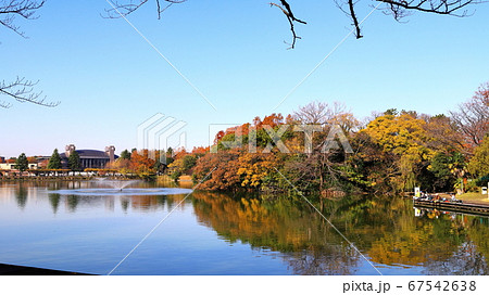 等々力緑地 ふるさとの森 秋 紅葉 16:9 神奈川県川崎市 等々力緑地 ふるさとの森 秋 紅葉 16:9 神奈川県川崎市 67542638