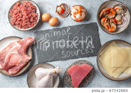 Animal protein sources background with copy space. Carnivore diet concept. Meat, cheese, fish, eggs and seafood 67542660