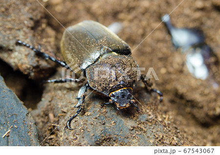 カブトムシ カブトムシ 67543067