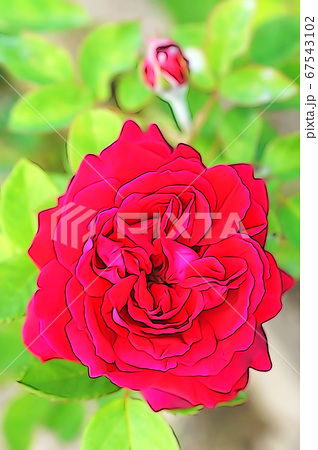 赤い大輪のバラと蕾のイラスト素材