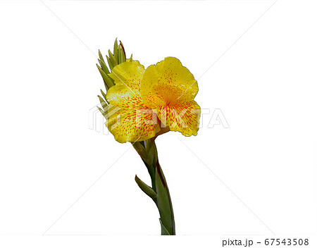 朝露に濡れるカンナ 67543508