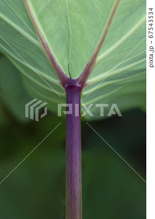 文字の風景 里芋の葉 Y 文字の風景 里芋の葉 Y 67543534
