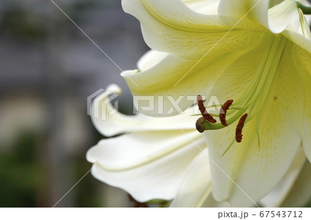 白いユリの花 白いユリの花 67543712