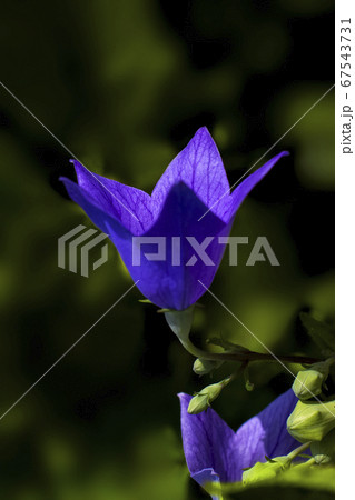 文字の風景　桔梗　W 67543731