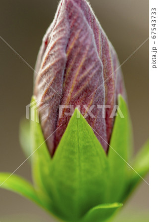 文字の風景 たちあおいの花蕾 W 文字の風景 たちあおいの花蕾 W 67543733