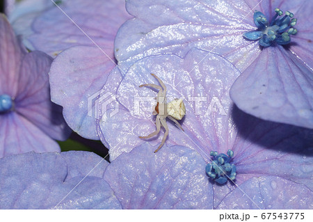 アヅチグモ アヅチグモ 67543775