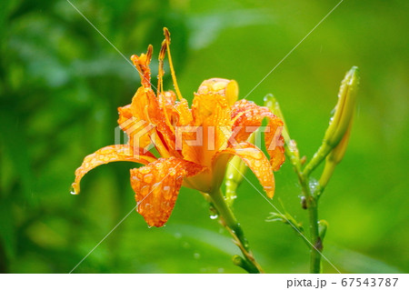 ヤブカンゾウ ヤブカンゾウ 67543787