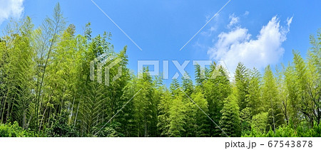 青空バックに見る春の竹林の情景 67543878