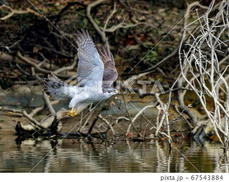 水辺を飛ぶオオタカ成鳥の飛翔シーン 67543884