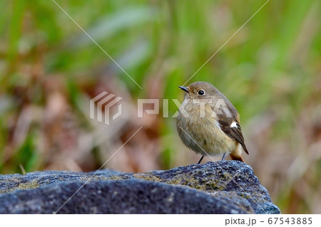 ふっくらした体型がかわいいジョウビタキ メス 67543885