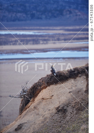 霧多布湿原と若いオオワシ（北海道） 67543886