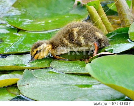一人で一生懸命餌を探すカルガモの幼鳥 一人で一生懸命餌を探すカルガモの幼鳥 67543887