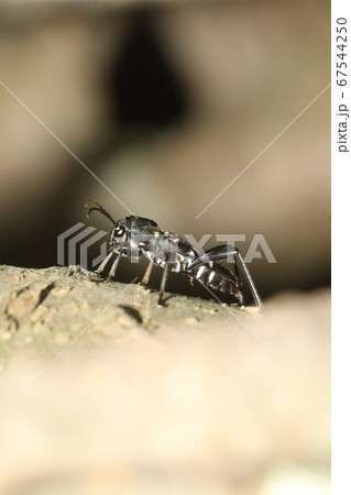 ウスイロトラカミキリ 67544250