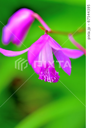 紫色の花シラン 紫色の花シラン 67544395