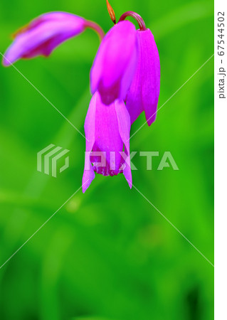 紫色の花シラン 紫色の花シラン 67544502
