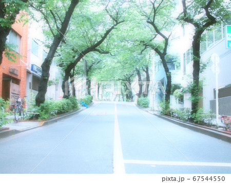 雨上がりの街路樹 67544550