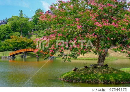 日本庭園とサルスベリ(奈良県奈良市) 日本庭園とサルスベリ(奈良県奈良市) 67544575