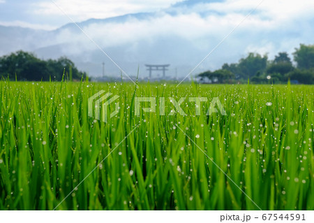 三輪山と稲と大鳥居(奈良県桜井市) 三輪山と稲と大鳥居(奈良県桜井市) 67544591