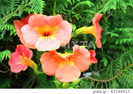 ノウゼンカズラ（凌霄花）咲き始め 67544937