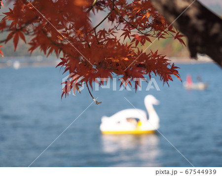 神奈川県、相模湖の紅葉 神奈川県、相模湖の紅葉 67544939