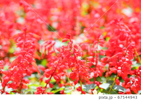 サルビア スプレンデンスの花 サルビア スプレンデンスの花 67544943