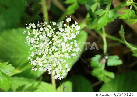 ヤマゼリ（山芹）の花が咲き始めています！ 67545129