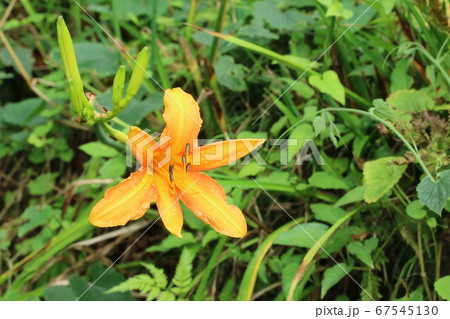 すっきりした花姿 ノカンゾウ（野萱草） 67545130