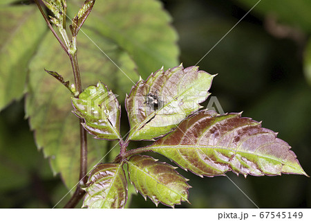 ドウガネサルハムシ ドウガネサルハムシ 67545149