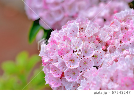 ピンク色の綺麗な花カルミア(アメリカシャクナゲ) ピンク色の綺麗な花カルミア(アメリカシャクナゲ) 67545247