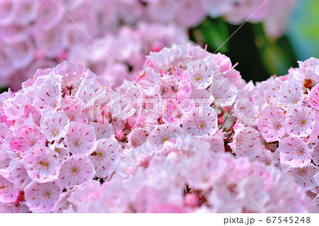 ピンク色の綺麗な花カルミア アメリカシャクナゲ の写真素材