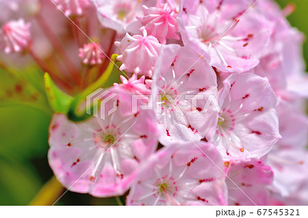ピンク色の綺麗な花カルミア アメリカシャクナゲ の写真素材