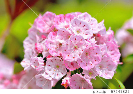 ピンク色の綺麗な花カルミア アメリカシャクナゲ の写真素材