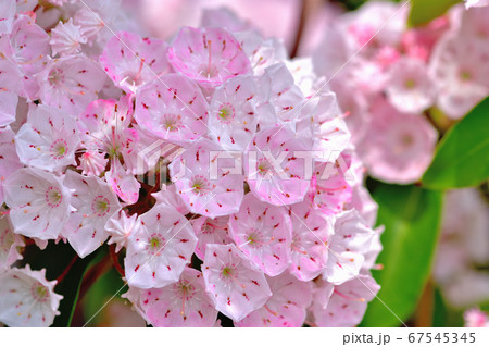 ピンク色の綺麗な花カルミア アメリカシャクナゲ の写真素材