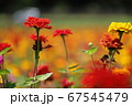 百日草 67545479