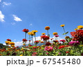 百日草 67545480