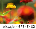 百日草 67545482