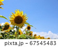 ひまわりと青空 67545483
