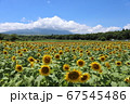 ひまわりと青空 67545486