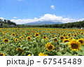 ひまわりと青空 67545489
