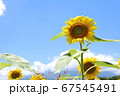 ひまわりと青空 67545491