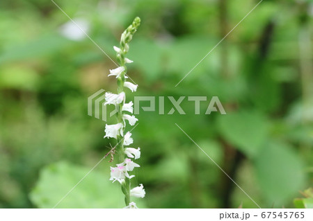 白いネジバナ 捩花 シロバナモジズリ 白花綟摺 の写真素材